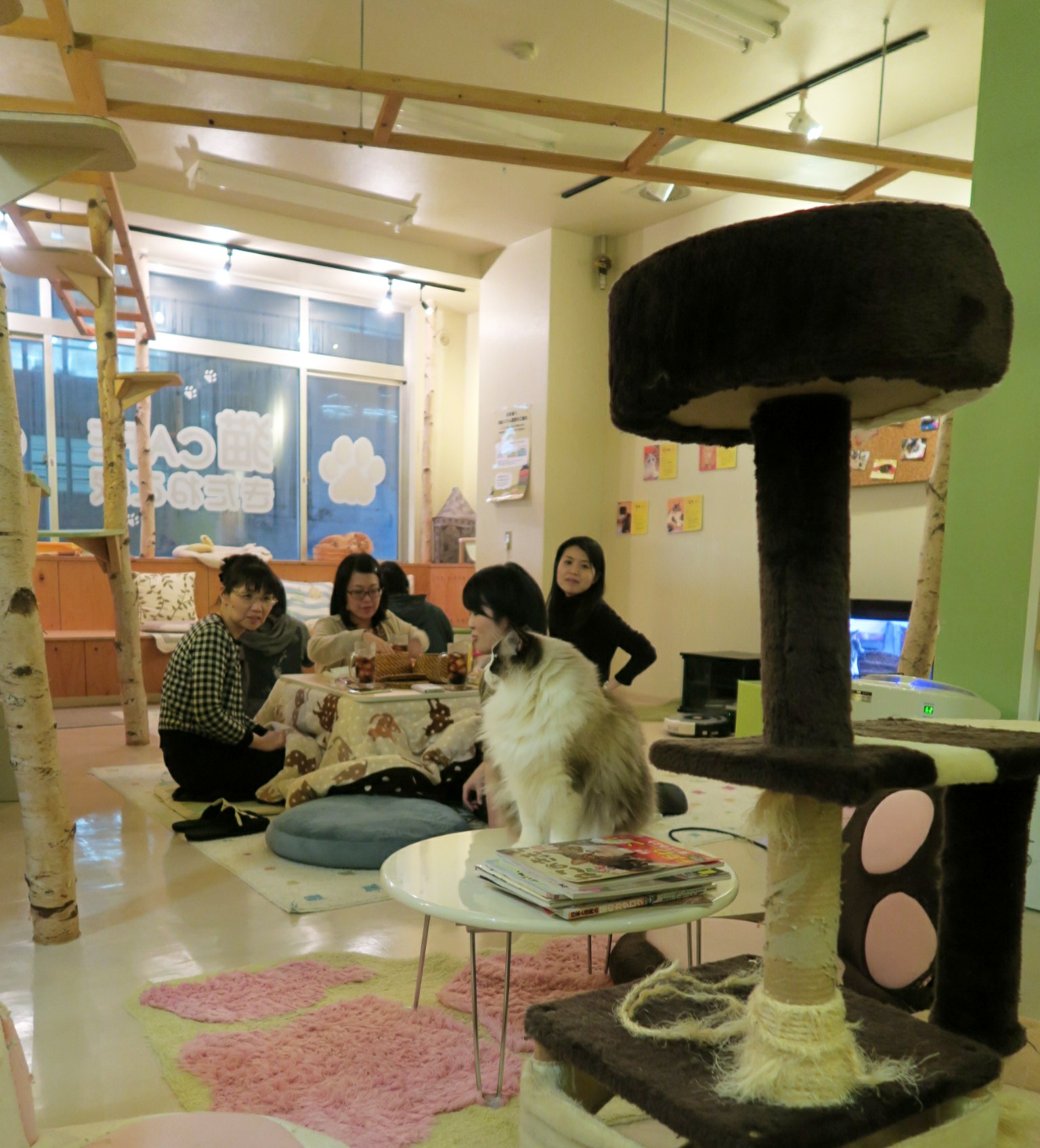 Sapporo Cat Cafe JATW